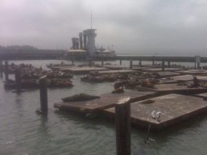 San Francisco's goodwill ambassadors, the sea lions hanging out at Fisherman's Wharf.