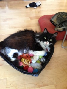 Jane in toy basket