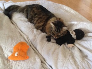 Napping with his namesake, his Will (Shakespeare) Doll, Winter 2013.