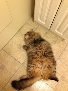 Willie on kitchen floor